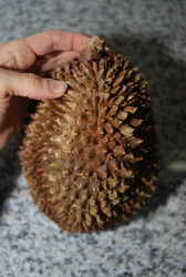 durian fruit