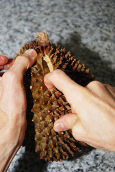 durian fruit