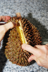 durian fruit