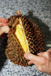 durian fruit