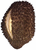 Durian fruit